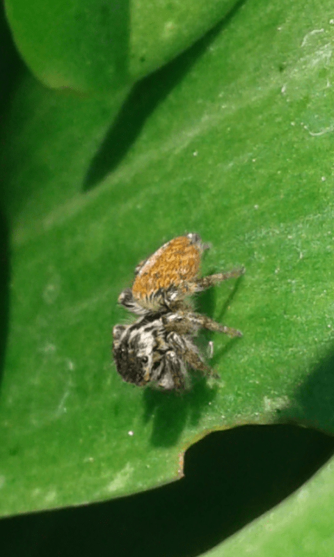 Salticidae : giovane Carrhotus xanthogramma?  S